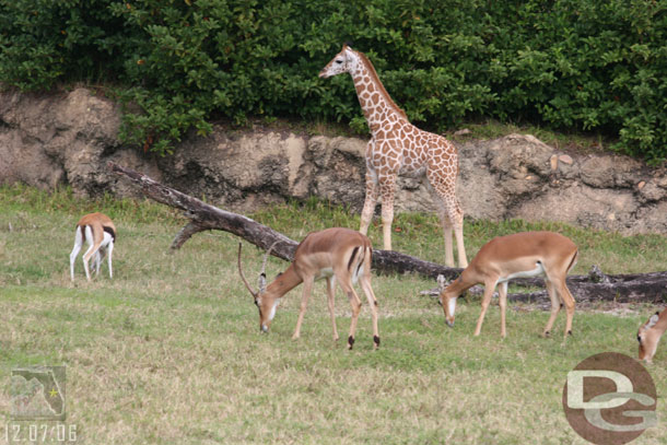 The baby giraffe was out (only a couple months old)