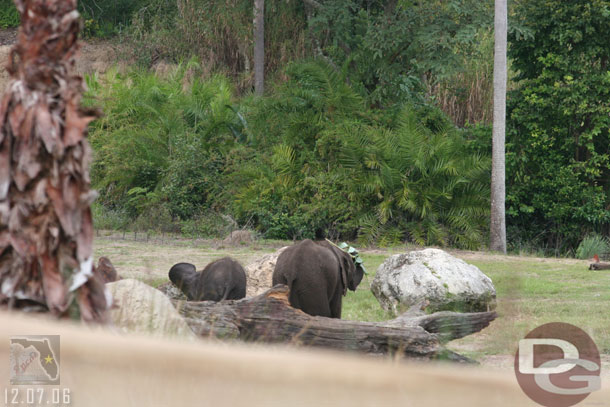 Speaking of the baby.. seen here with one of the other young elephants