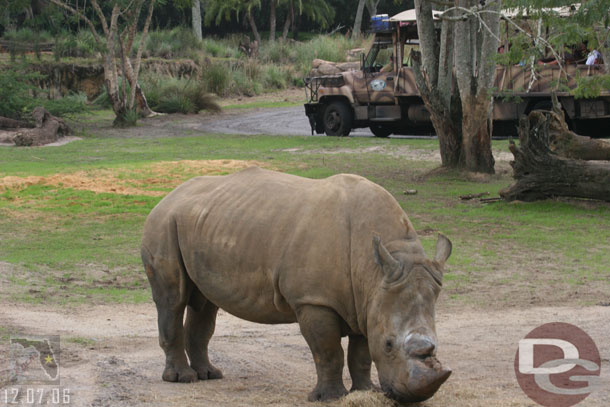 A white rhino hanging out along the road