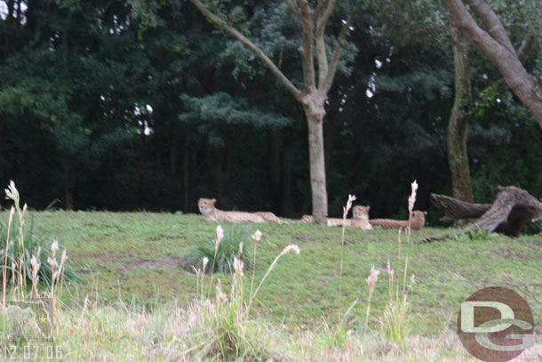 A couple cheetah shots, this was the most visible we have seen them (I even have better shots on a later day)