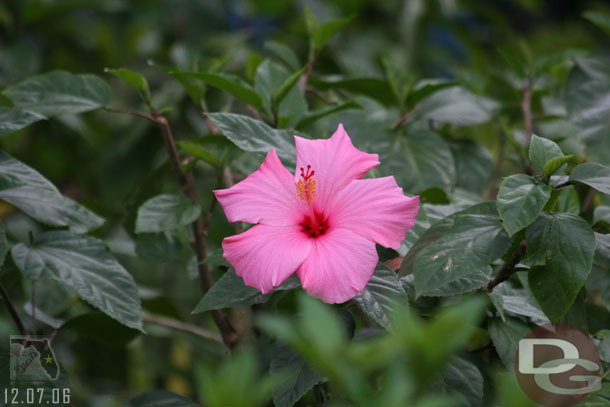 A random flower shot