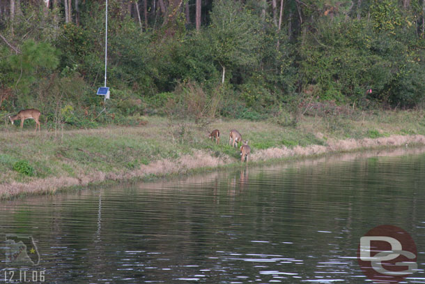 Some deer out along the waterway