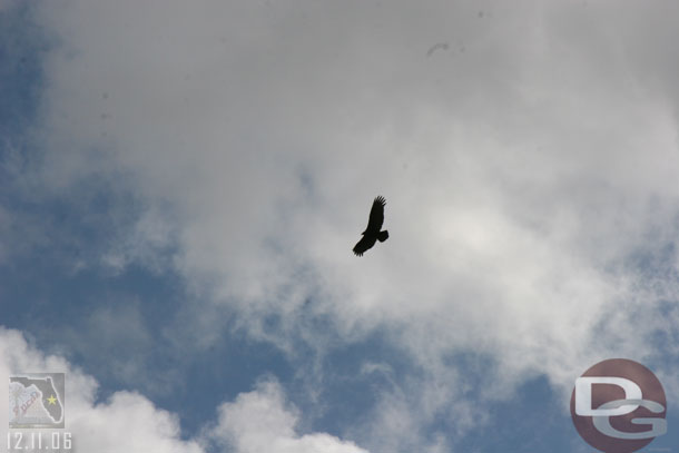 An eagle overhead