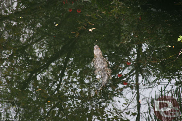 Spotted this gator as I was walking over the main bridge where you get the great view of the Tree of Life