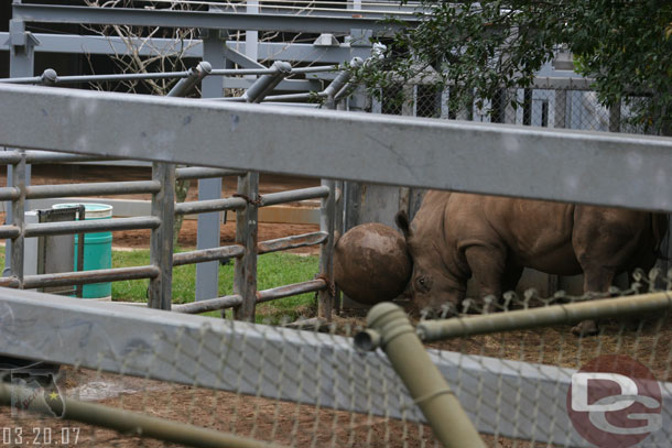 Spotted a White Rhino playing with a ball in his night area