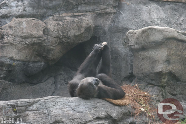 A lazy morning for the gorillas