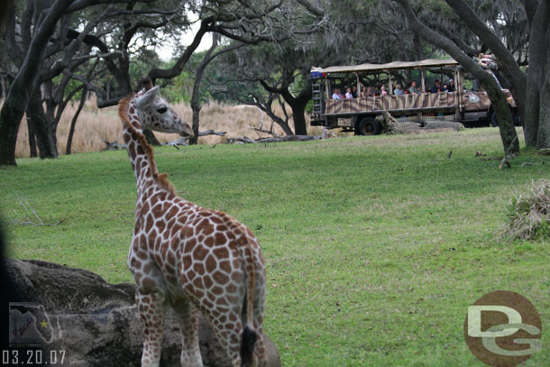 The young giraffe on safari