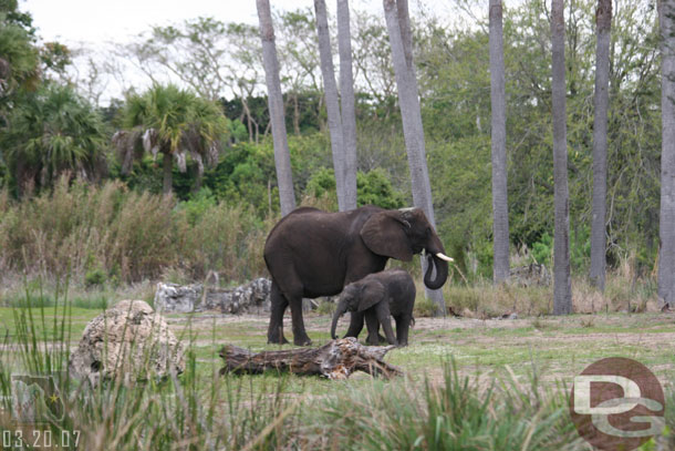 A baby elephant