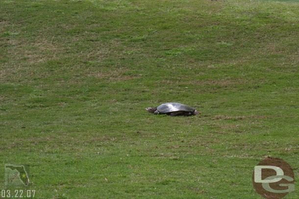 No alligators this trip, but a turtle out on the fairway, also there was a turkey in the way on one hole too)