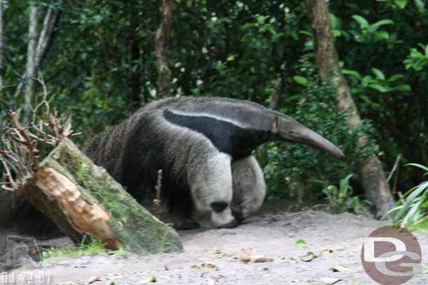 The Anteater on the trails near the Oasis