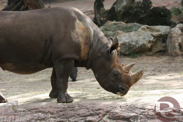 Now some more Safari shots... a black rhino