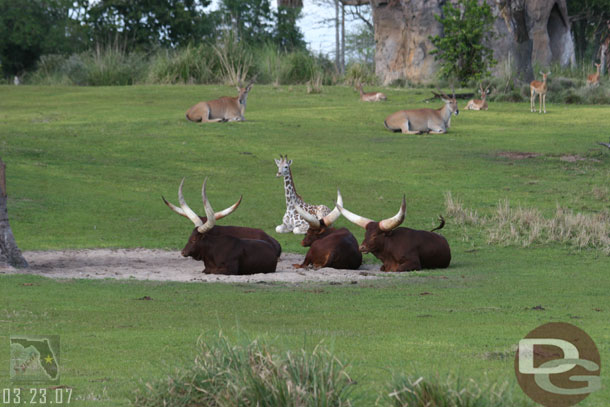 Most of the animals were quite lazy this afternoon and were sitting down