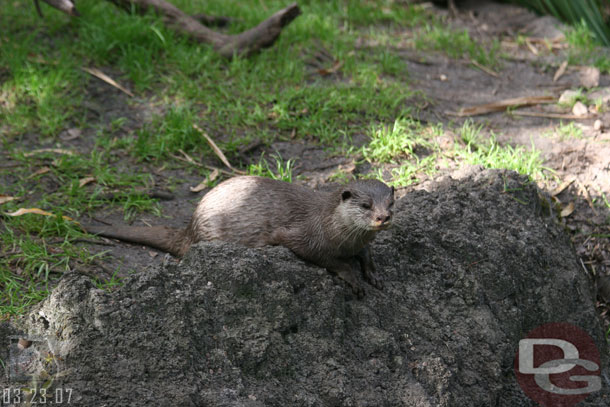 An otter, guess its considered on Discover Island, I do not think its the Tree of Life Garden, even though it backs up to that area... 