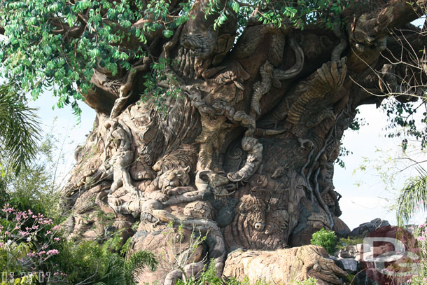 Someone asked for a shot of the hidden Mickey on the Tree of Life... can you spot it