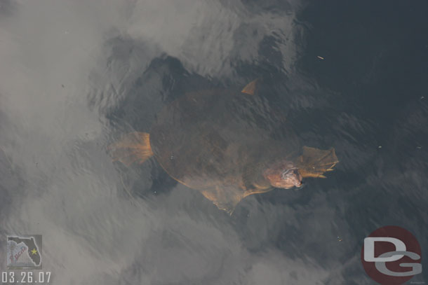 Spotted a turtle in the stream below a bridge, no alligators this trip though