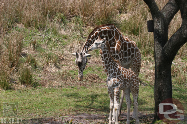 Out on Safari spotted the mother and baby giraffe