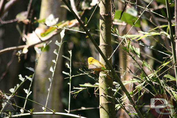 For all you bird fans, here are a couple spotted along the Pangani Forest trail