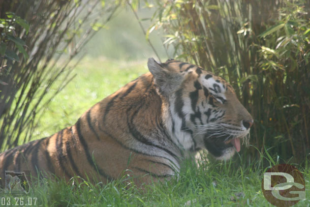 A quick check on the Tigers in Asia, not much going on this afternoon.