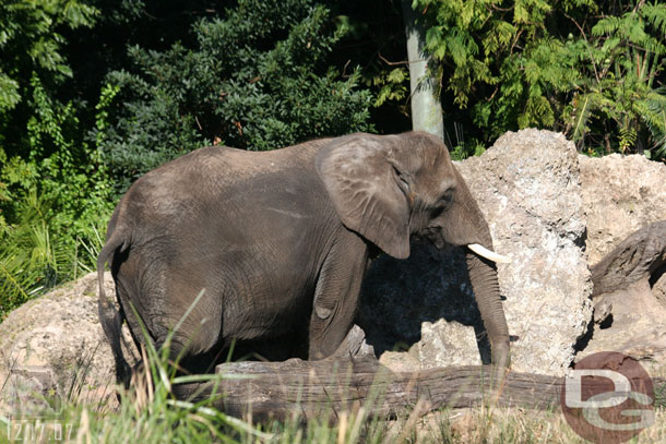 The elephants were out today.. this one had an interesting pose.