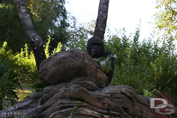 A random shot from Pangani Forest