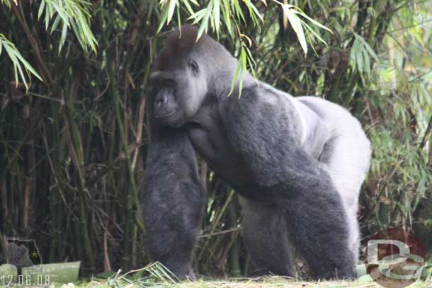 Spotted a gorilla on the backside of Pangani (near the safari exit)