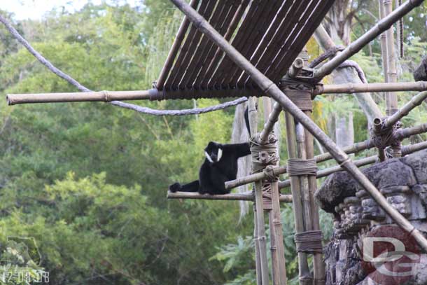 Made our way into Asia to see the gibbons