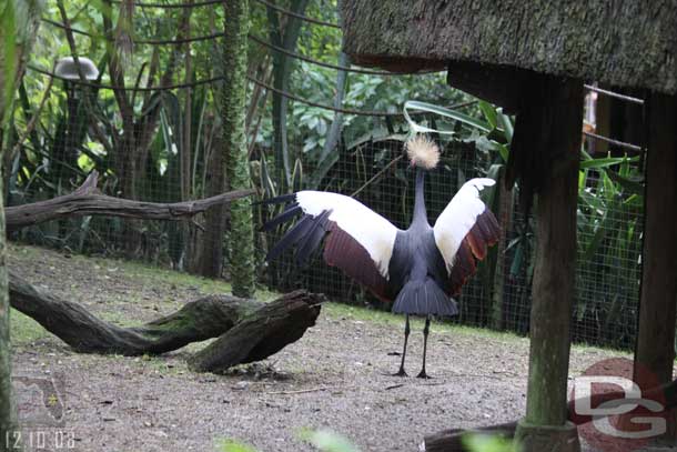 Since we were near the front we walked on the Safari first, maybe a 5 minute wait.