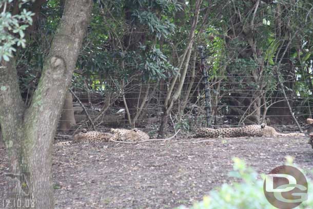 The cheetahs were being very lazy..