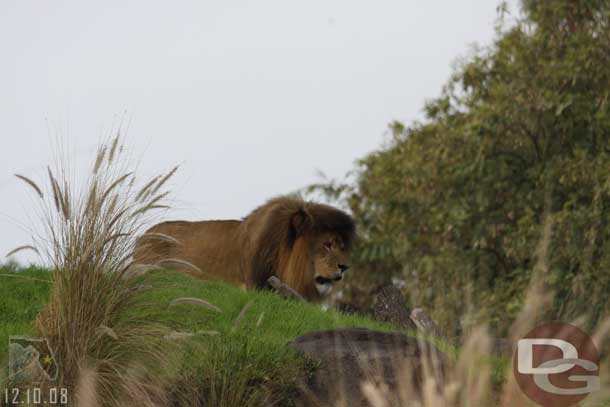 The lion was roaming around.