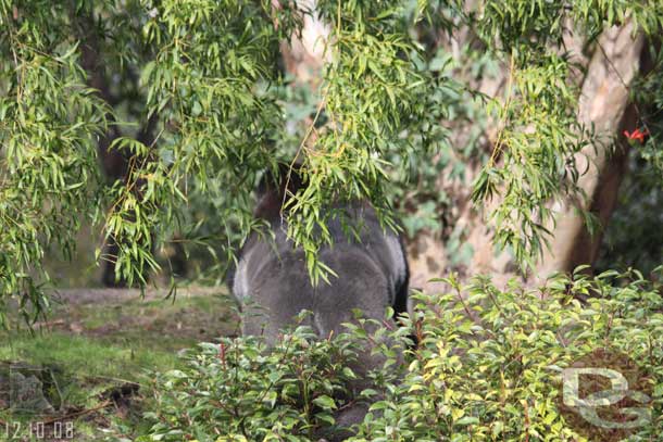 The gorillas were up in the hills hiding a bit..