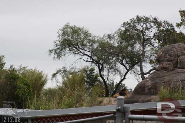 Spotted the lion hanging out on the back side of the rocks