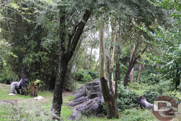 We also stopped by Pangani Forest to see the gorillas