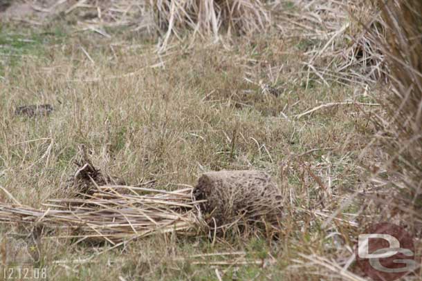 We spotted several plants like this along the way, not sure if the animals were pulling them out or if something else was going on.