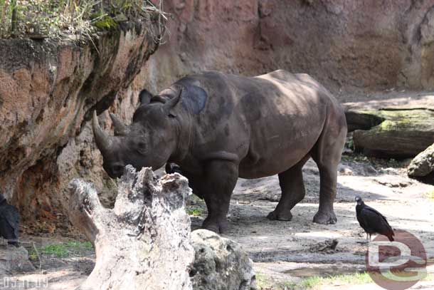 On Safari now.. a black rhino