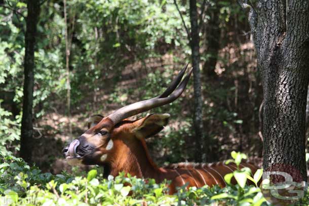 This bongo stuck its tongue out at me