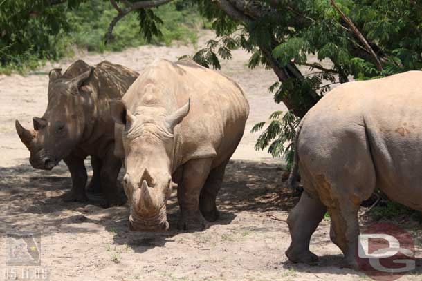 The white rhinos (wonder if one of them is the one we were up close with on the tour... should have asked how to tell them apart)