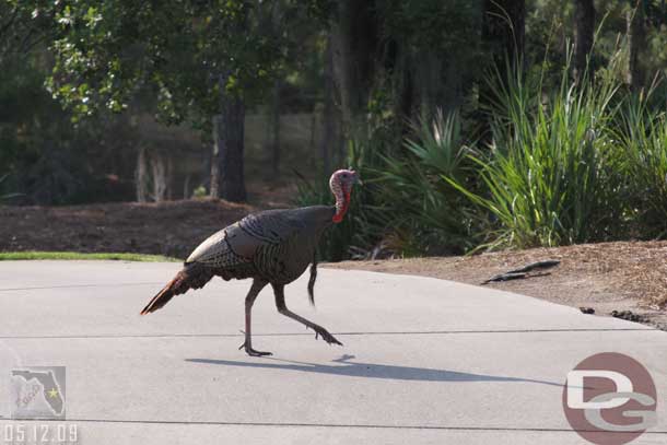 Why did the turkey cross the cartpath?