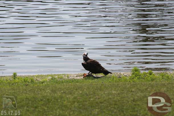 Breakfast for this bird, looks like he went fishing this morning already