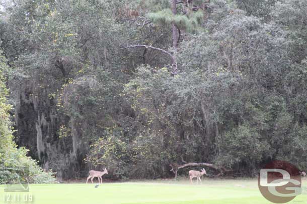 Spotted a group of deer nearby