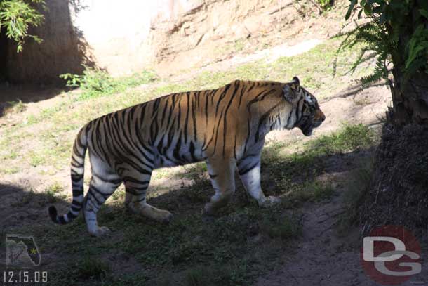 The Jungle Trek, the Tigers were a bit more active today..