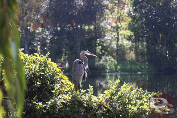 A bird I spotted along the River