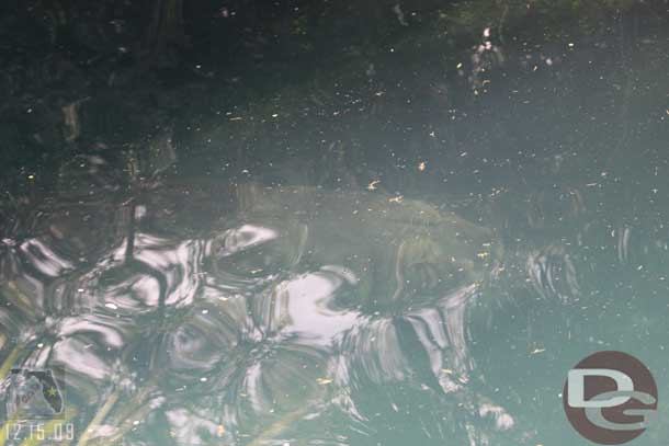 This did not come out that well, but a hippo was walking along the bottom of the river next to our truck.. kind of cool to see but hard to photograph.