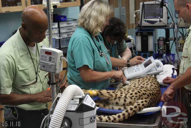 They had a cheetah in for is regular physical