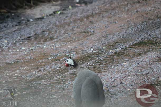 We were delayed while two of these birds crossed the road