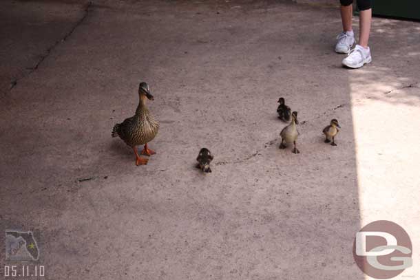 This duck family was drawing a lot of attention.