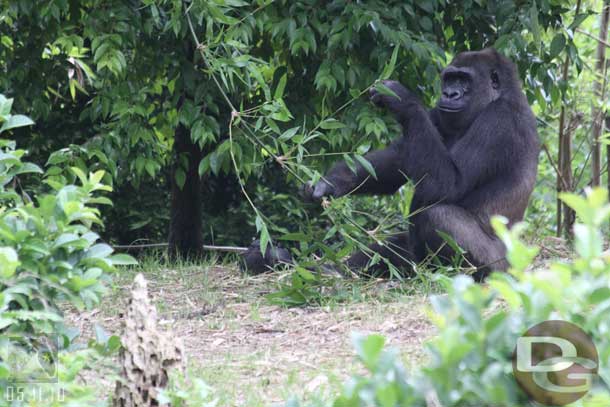 The baby gorilla (I believe this is Lilly who was born back in February).