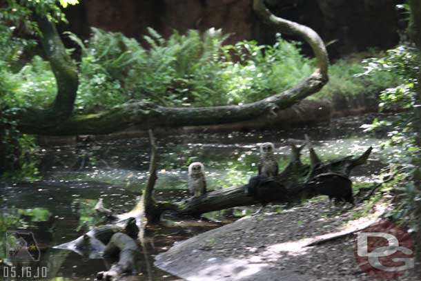 Also spotted these owls in the forest.