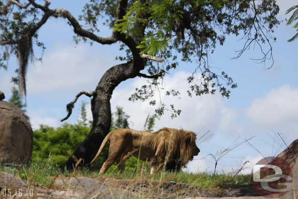 The lion was on the move.