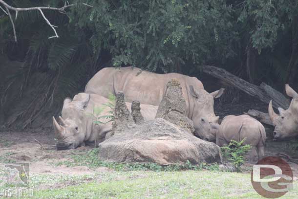 The baby rhino was out.