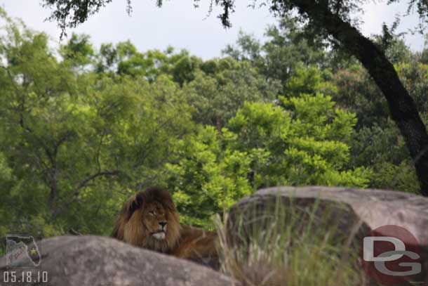 The lion was stirring.